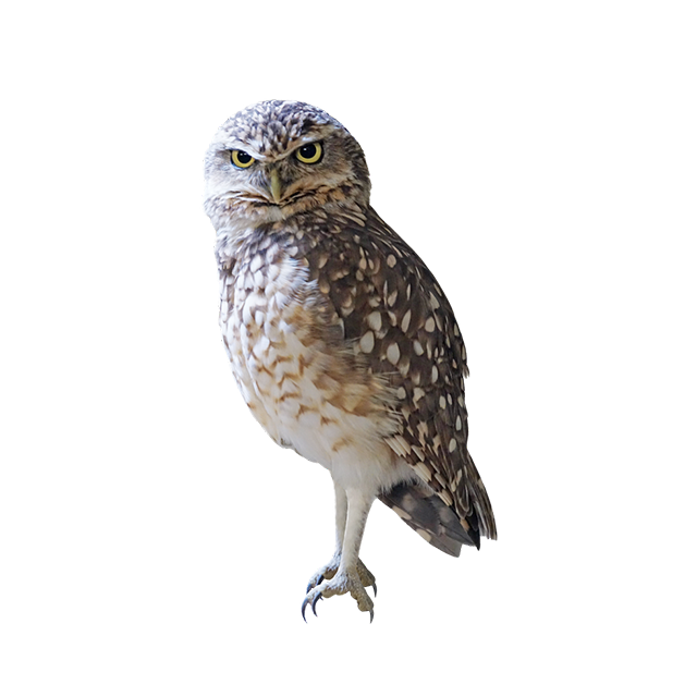 Burrowing Owl